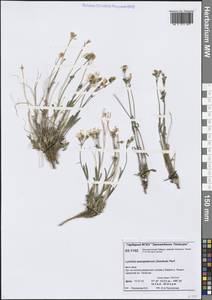 Смолевка ненецкая, Зорька самоедов (Sambuk) Oxelman, Сибирь, Центральная Сибирь (S3) (Россия)