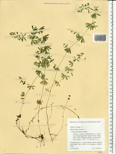 Подмаренник мягкий L., Восточная Европа, Северный район (E1) (Россия)