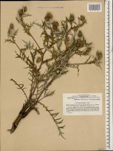 Cousinia brachyptera DC., Кавказ, Армения (K5) (Армения)