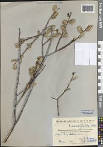 Ива остролистная, Верба Willd., Восточная Европа, Северо-Украинский район (E11) (Украина)