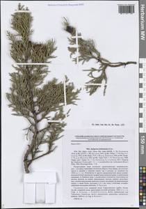 Можжевельник ложноказацкий Fisch. & C.A.Mey., Средняя Азия и Казахстан, Памир и Памиро-Алай (M2) (Таджикистан)