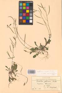 Двурядка стенная (L.) DC., Восточная Европа, Эстония (E2c) (Эстония)