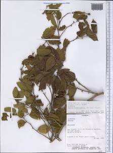 Celtis brasiliensis (Gardner) Planch., Америка (AMER) (Парагвай)
