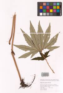 Filipendula digitata (Willd.) Bergmans, Сибирь, Дальний Восток (S6) (Россия)