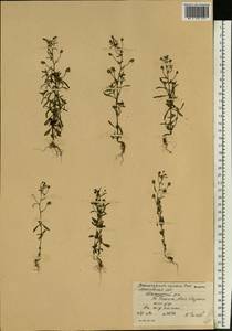 Льняночка малая, Хеноринум малый (L.) Lange, Восточная Европа, Московская область и Москва (E4a) (Россия)