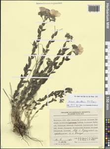 Linum densiflorum Davis, Кавказ, Дагестан (K2) (Россия)