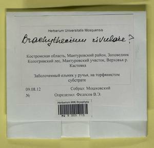 Brachythecium rivulare Schimp., Гербарий мохообразных, Мхи - Центральное Нечерноземье (B6) (Россия)