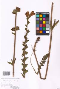 MHA 0 162 292, Мытник скипетровидный L., Восточная Европа, Западный район (E3) (Россия)