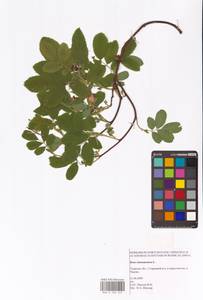 Шиповник майский Herrm., Восточная Европа, Северо-Западный район (E2) (Россия)