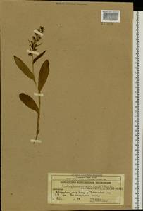 Пололепестник зеленый (L.) R.M.Bateman, Pridgeon & M.W.Chase, Сибирь, Чукотка и Камчатка (S7) (Россия)