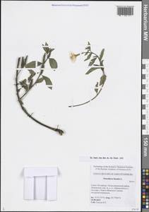 Ослинник двулетний L., Восточная Европа, Северо-Западный район (E2) (Россия)