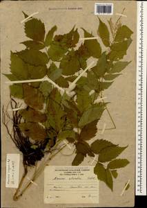 Волжанка двудомная (Walter) Fernald, Кавказ, Южная Осетия (K4b) (Южная Осетия)