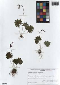 Primula matthioli subsp. altaica (Losinsk.) Kovt., Сибирь, Алтай и Саяны (S2) (Россия)