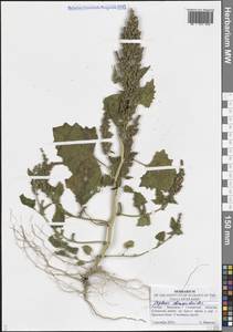 Oxybasis chenopodioides (L.) S.Fuentes, Uotila & Borsch, Восточная Европа, Средневолжский район (E8) (Россия)