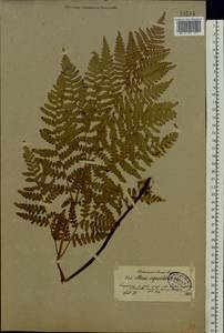 Pteridium aquilinum subsp. pinetorum (C. N. Page & R. R. Mill) J. A. Thomson, Восточная Европа, Северо-Западный район (E2) (Россия)
