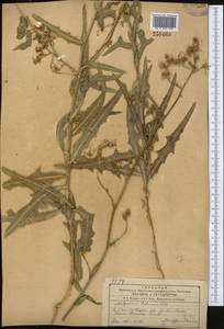 Латук татарский, Молокан татарский (L.) C.A.Mey., Средняя Азия и Казахстан, Сырдарьинские пустыни и Кызылкумы (M7)