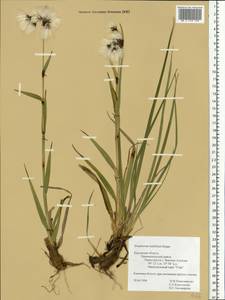 Пушица широколистная Hoppe, Восточная Европа, Центральный район (E4) (Россия)