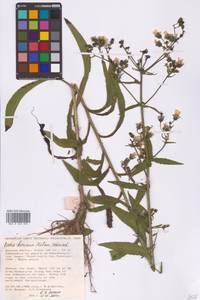 Picris japonica subsp. japonica, Сибирь, Дальний Восток (S6) (Россия)