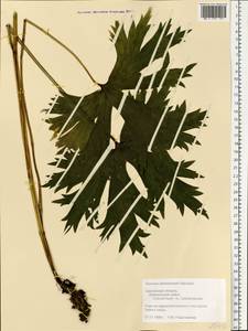 Aconitum lycoctonum subsp. lasiostomum (Rchb.) Warncke, Восточная Европа, Западный район (E3) (Россия)
