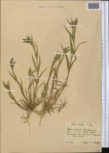 Silene coniflora Nees ex Otth, Средняя Азия и Казахстан, Копетдаг, Бадхыз, Малый и Большой Балхан (M1) (Туркмения)