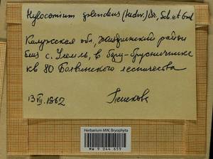 Hylocomium splendens (Hedw.) Schimp., Гербарий мохообразных, Мхи - Центральное Нечерноземье (B6) (Россия)