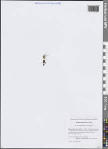 Фиппсия холодолюбивая (Sol.) R.Br., Сибирь, Центральная Сибирь (S3) (Россия)