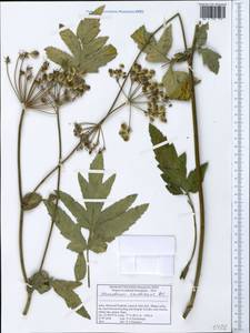 Tetrataenium candicans (Wall. ex DC.) Manden., Зарубежная Азия (ASIA) (Индия)