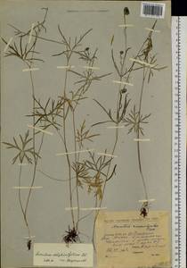 Борец живокостелистный DC., Сибирь, Якутия (S5) (Россия)