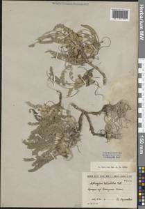 Астрагал яичкоплодный, Астрагал яйцеплодный Pall., Восточная Европа, Нижневолжский район (E9) (Россия)