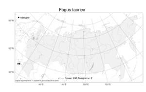 Fagus taurica, Бук крымский Popl., Атлас флоры России (FLORUS) (Россия)