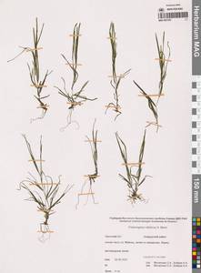 Рдест сибирский A.Benn., Сибирь, Чукотка и Камчатка (S7) (Россия)