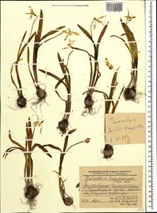 Подснежник лагодехский Kem.-Nath., Кавказ, Азербайджан (K6) (Азербайджан)