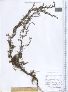 Artemisia caerulescens subsp. caerulescens, Кавказ, Краснодарский край и Адыгея (K1a) (Россия)