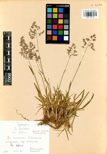 Мятлик альпийский L., Сибирь, Алтай и Саяны (S2) (Россия)