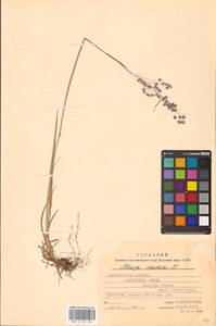 Трясунка средняя L., Восточная Европа, Западно-Украинский район (E13) (Украина)