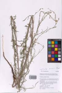 Василек песчаный M. Bieb. ex Willd., Восточная Европа, Нижневолжский район (E9) (Россия)