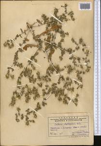 Centaurea bruguiereana subsp. belangeriana (DC.) Bornm., Средняя Азия и Казахстан, Памир и Памиро-Алай (M2) (Узбекистан)