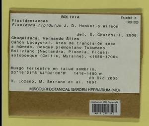 Fissidens rigidulus Hook. f. & Wilson, Гербарий мохообразных, Мхи - Америка (BAm) (Боливия)