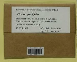 Fissidens gracilifolius Brugg.-Nann. & Nyholm, Гербарий мохообразных, Мхи - Центральное Нечерноземье (B6) (Россия)