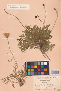 Oreomecon lapponica subsp. lapponica, Восточная Европа, Северный район (E1) (Россия)