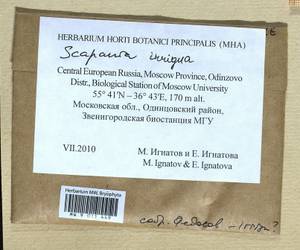 Scapania irrigua (Nees) Nees, Гербарий мохообразных, Мхи - Москва и Московская область (B6a) (Россия)