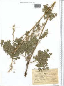 Bасилисник малый L., Средняя Азия и Казахстан, Муюнкумы, Прибалхашье и Бетпак-Дала (M9) (Казахстан)