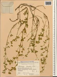 Medicago lessingii Fisch. & C.A.Mey. ex Kar., Кавказ, Дагестан (K2) (Россия)