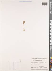 Крупка редкоцветковая R. Br., Сибирь, Центральная Сибирь (S3) (Россия)