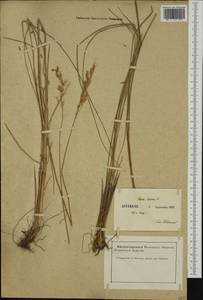 Festuca paniculata (L.) Schinz & Thell., Западная Европа (EUR) (Франция)