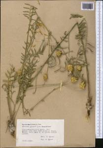 Rhaponticoides ruthenica (Lam.) M. V. Agab. & Greuter, Средняя Азия и Казахстан, Памир и Памиро-Алай (M2) (Таджикистан)