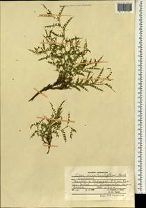 Cicer acanthophyllum Boriss., Зарубежная Азия (ASIA) (Афганистан)