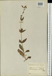 Silene dioica subsp. dioica, Восточная Европа, Центральный лесостепной район (E6) (Россия)