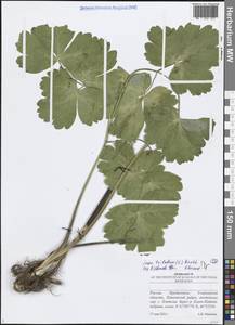 Лазурник трехлопастный (L.) Borkh., Восточная Европа, Средневолжский район (E8) (Россия)