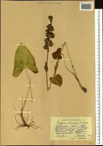 Бузульник сибирский (L.) Cass., Сибирь, Алтай и Саяны (S2) (Россия)